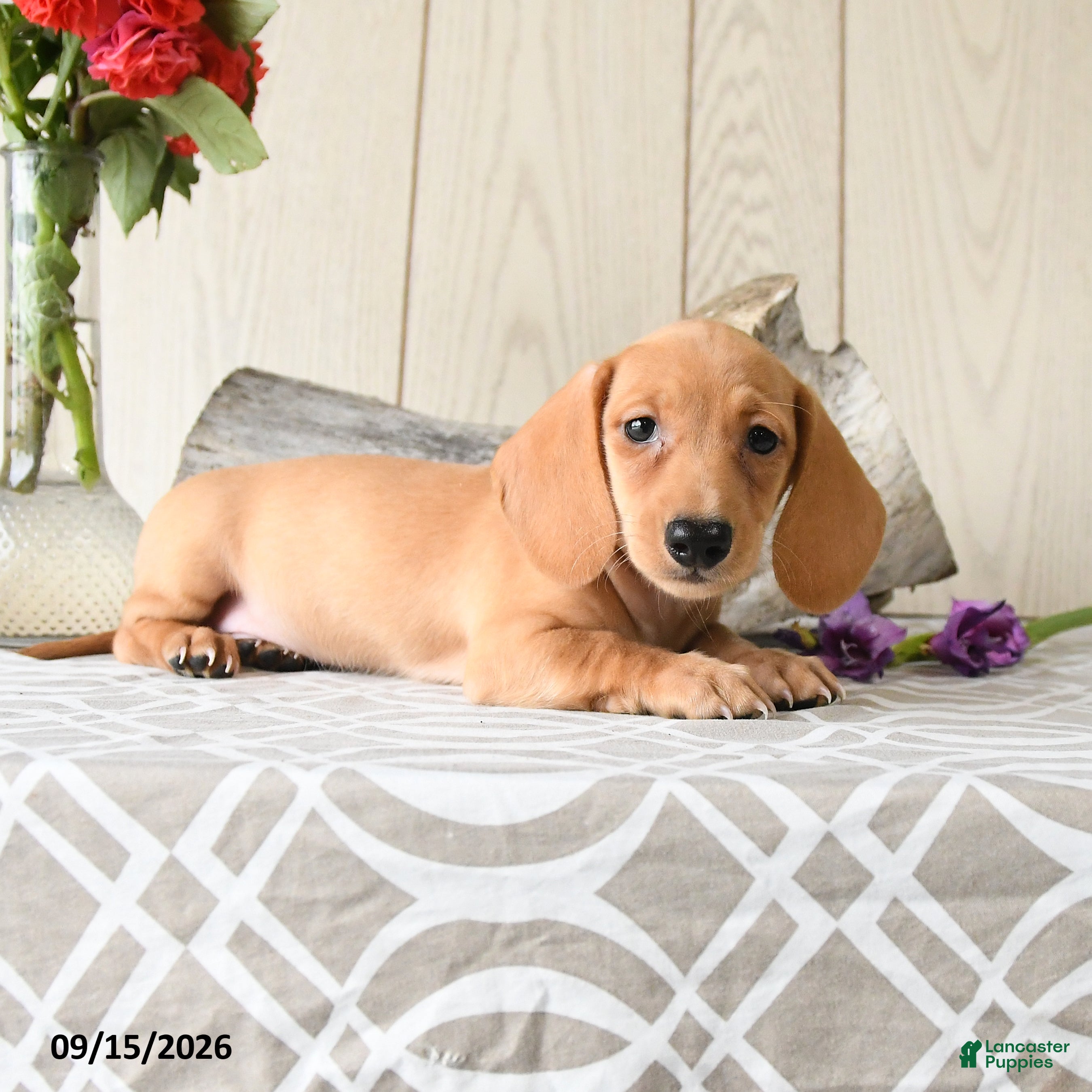 Miniature Dachshund dogs Ollie - Ad 2