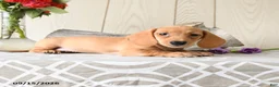 Miniature Dachshund dogs for sale: Ollie - Ad 2