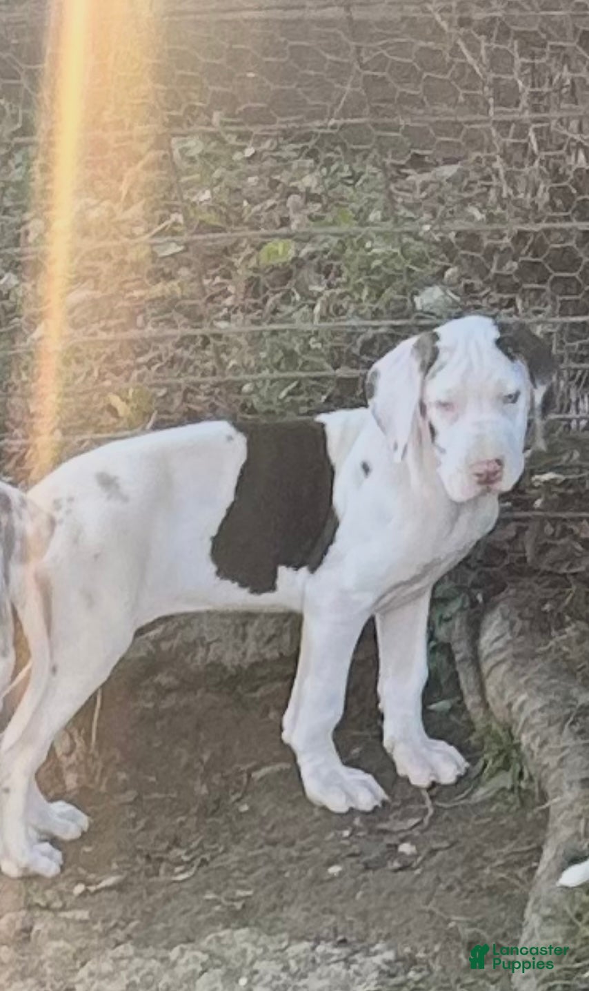 Great Dane dogs Willow - Ad 30