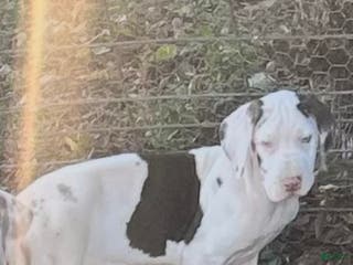 Great Dane dogs Willow - Ad 30