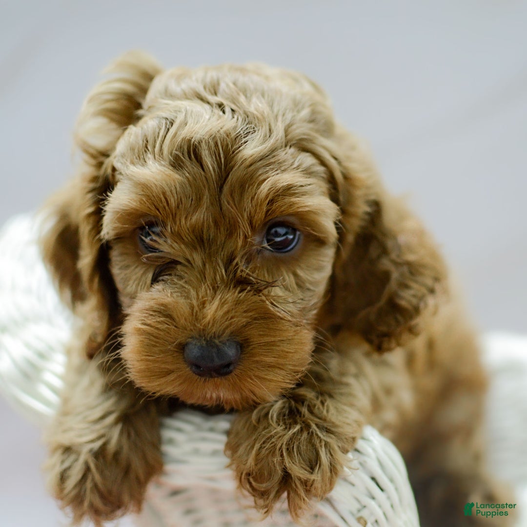Cockapoo dogs for sale: Kane - Ad 3