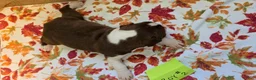 Boston Terrier dogs for sale: Boston Terrier 4 - Ad 3