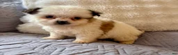 Shorkie dogs for sale: May - Ad 2