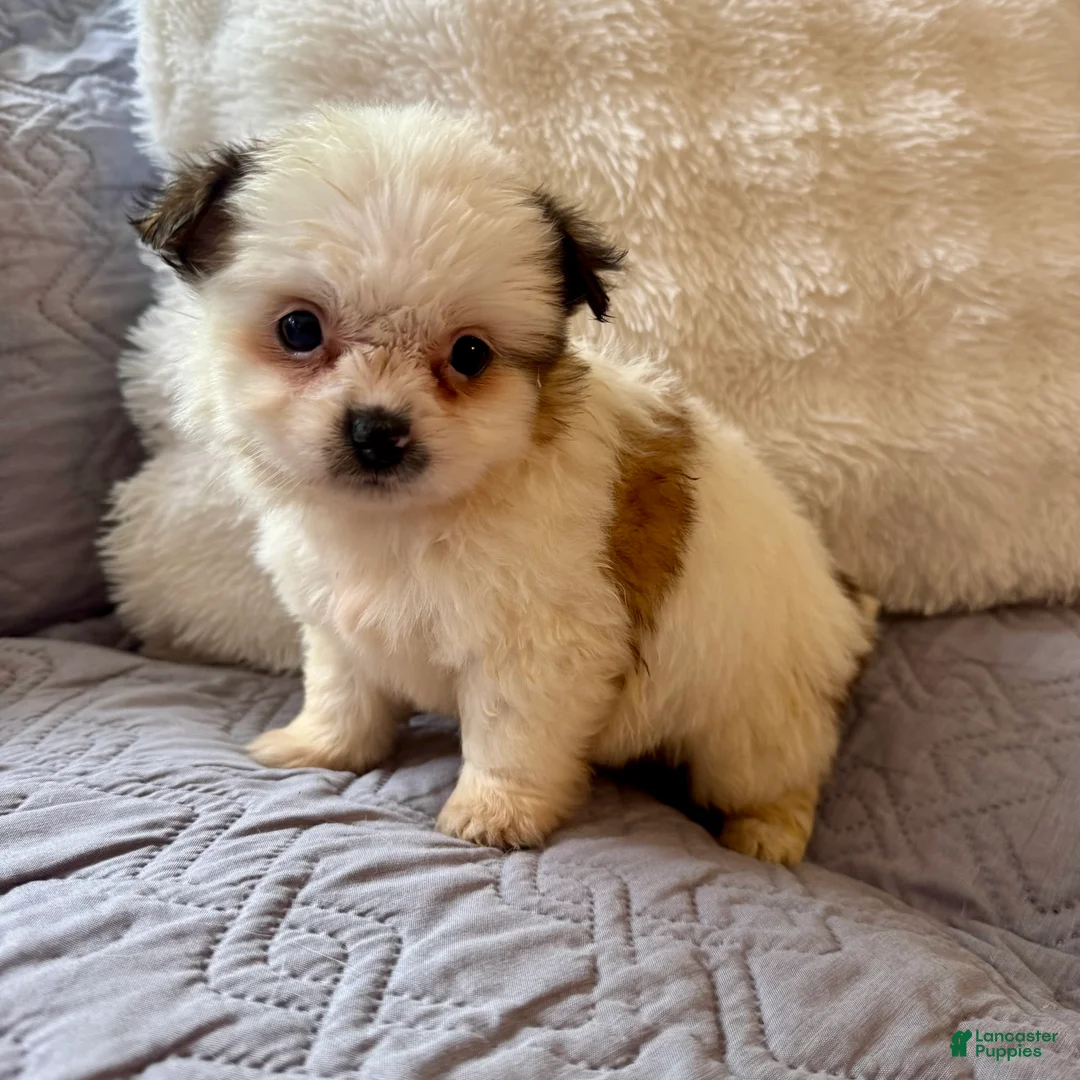Shorkie dogs for sale: May - Ad 2