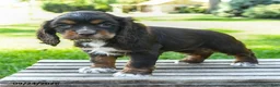 Cocker Spaniel dogs for sale: Cocoa - Ad 1