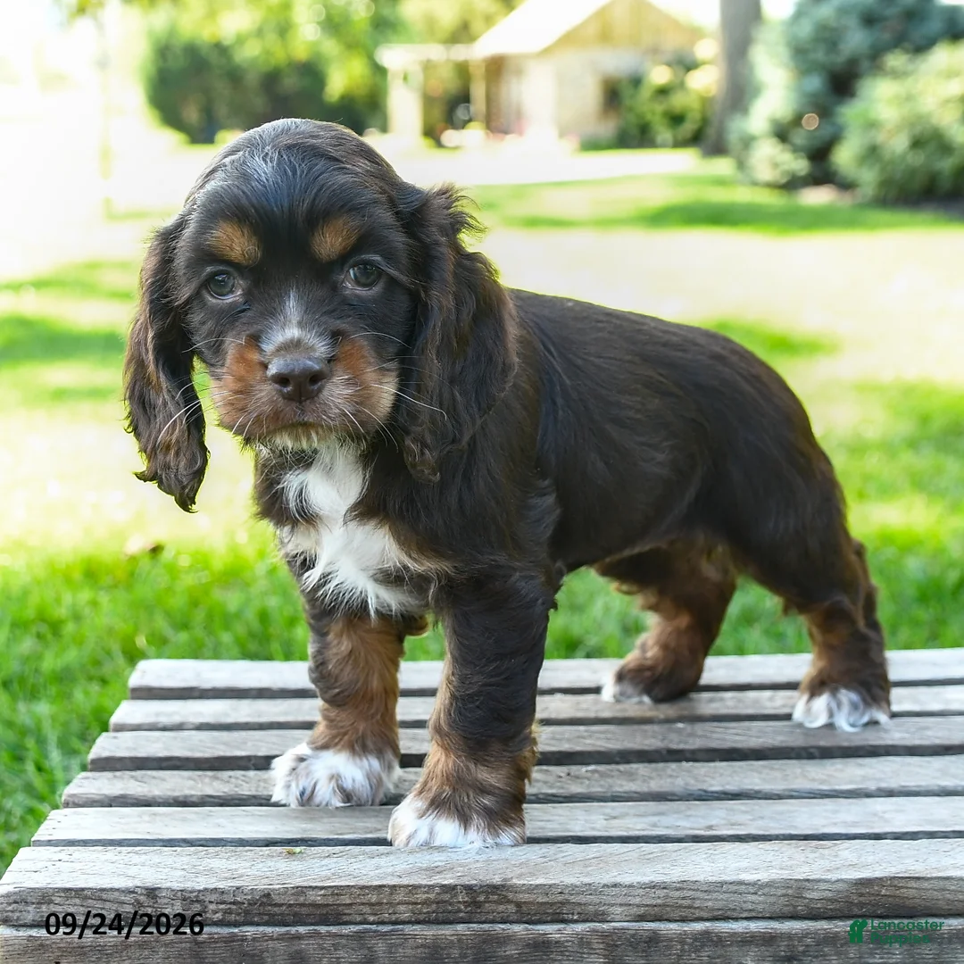 Cocker Spaniel dogs for sale: Cocoa - Ad 1