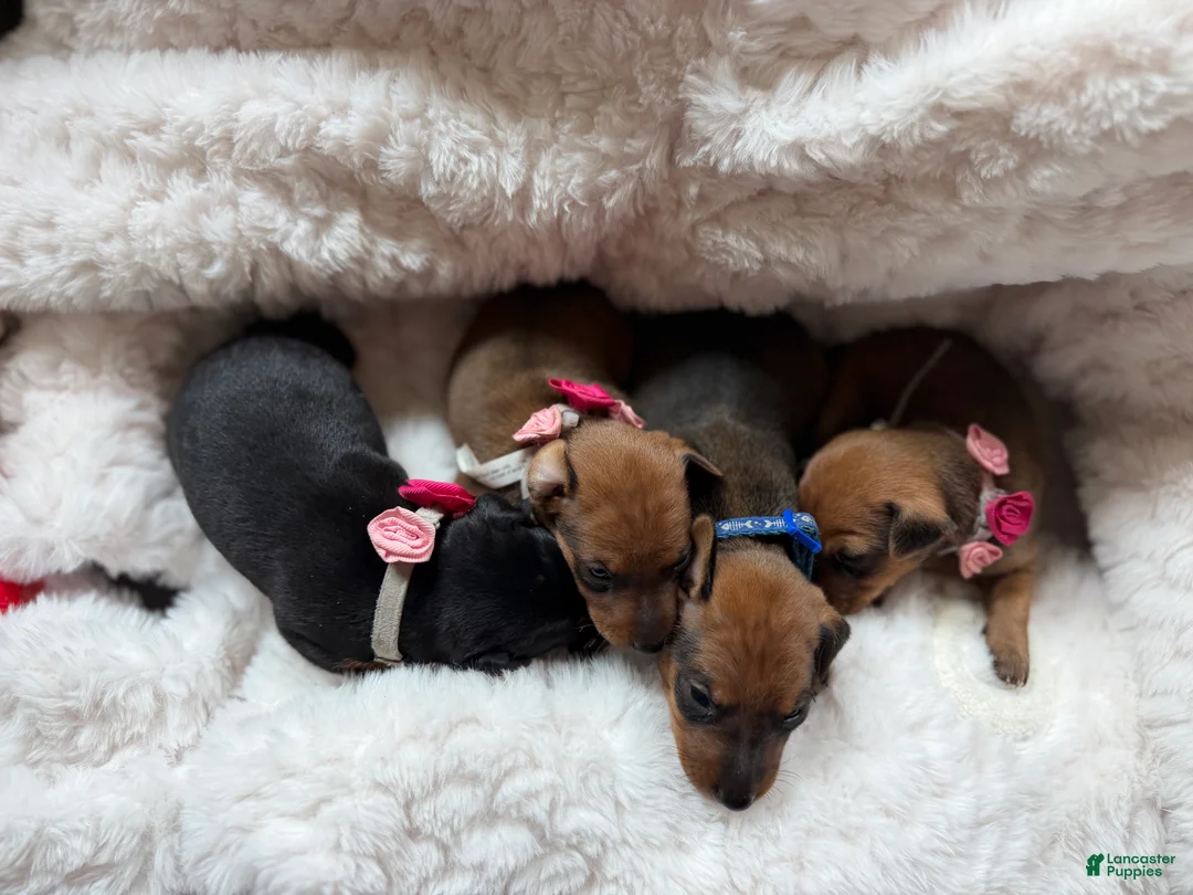 Miniature Pinscher dogs for sale: Miniature Pinscher 1 - Ad 2