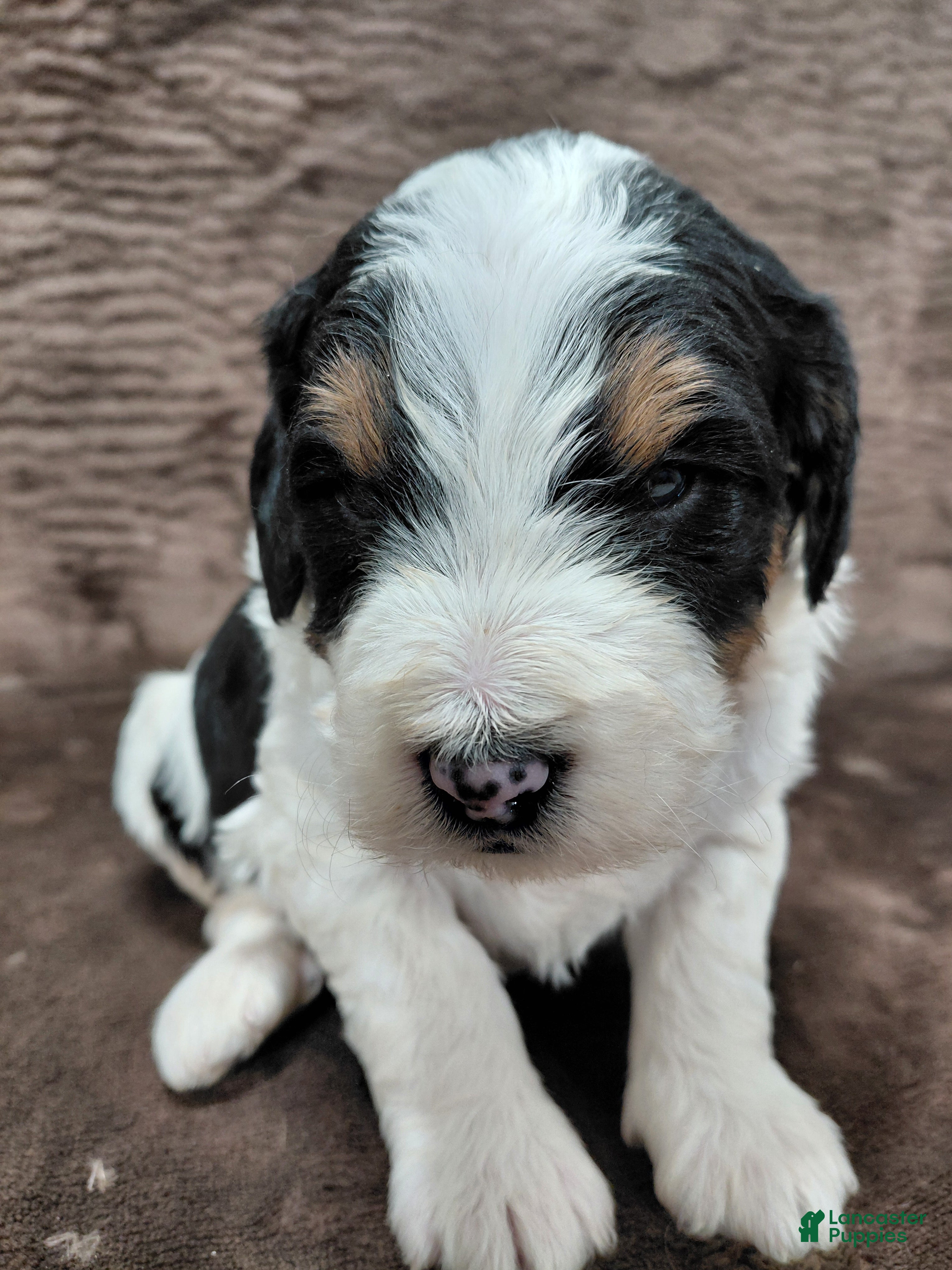 Bernedoodle dogs Bentley - Ad 21