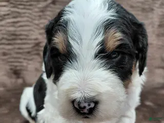 Bernedoodle dogs Bentley - Ad 21