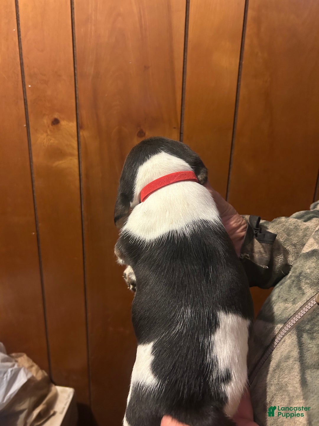 Beagle dogs for sale: Sophie - Ad 3