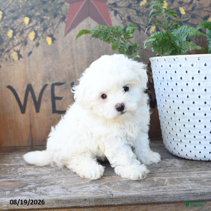 Maltipoo dogs Teddi Bear - Ad 1