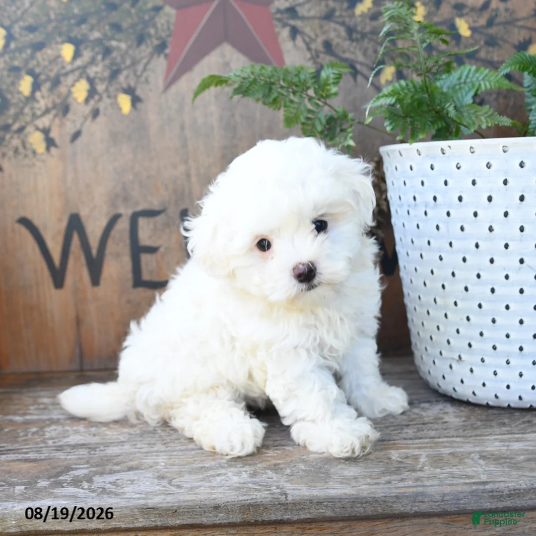 Maltipoo dogs for sale: Teddi Bear - Ad 1