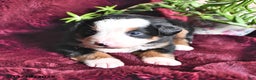 Bernese Mountain Dog dogs for sale: Jane - Ad 7