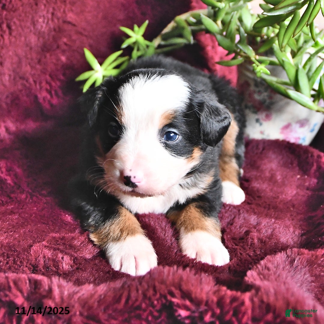 Bernese Mountain Dog dogs for sale: Jane - Ad 7