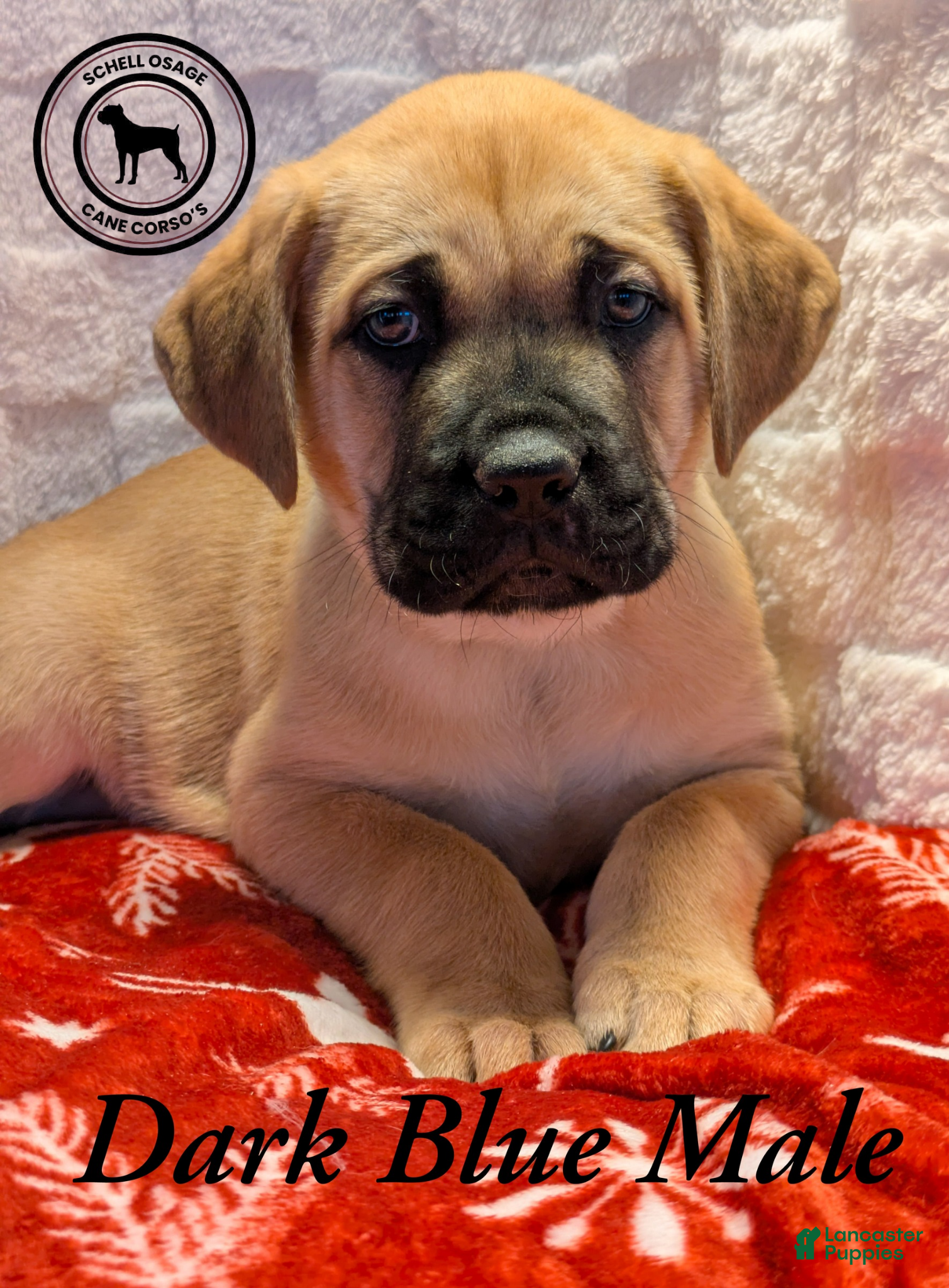 Cane Corso dogs Dark Blue - Ad 5