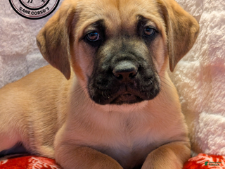 Cane Corso dogs Dark Blue - Ad 5