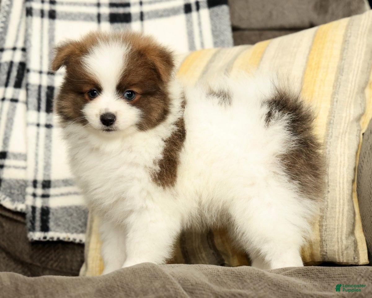 Pomeranian dogs for sale: Max - Ad 2