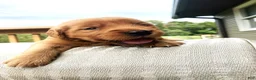 Golden Retriever dogs for sale: Jinx - Ad 1