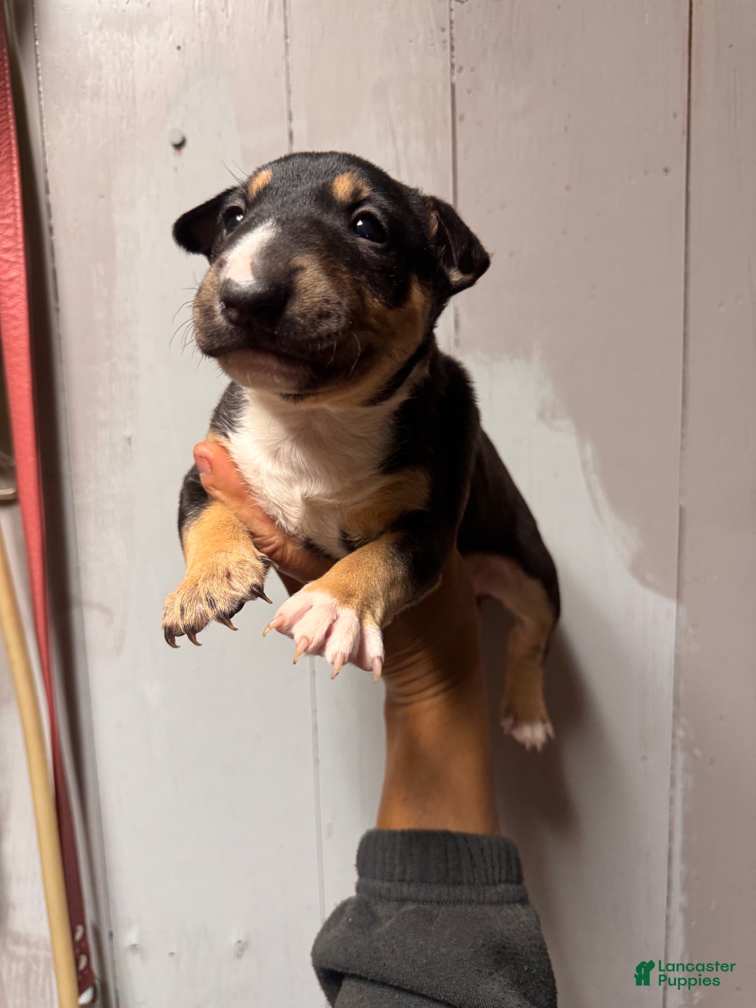 Miniature Bull Terrier dogs for sale: Bella - Ad 3