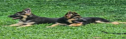 German Shepherd dogs for sale: German Shepherd 1 - Ad 3