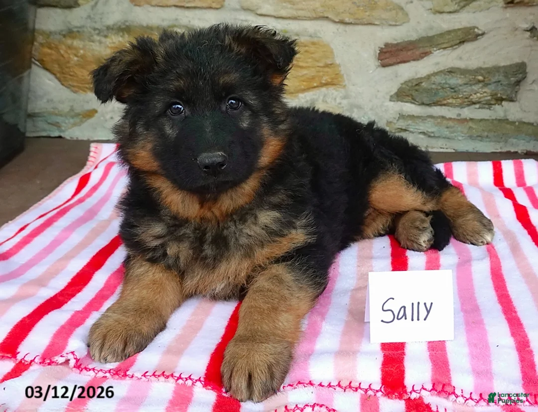 German Shepherd dogs for sale: Sally - Ad 1