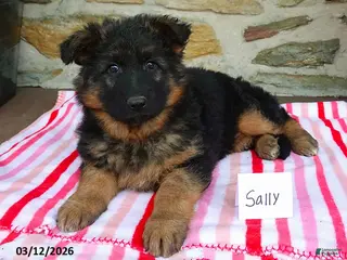 German Shepherd dogs for sale: Sally - Ad 2