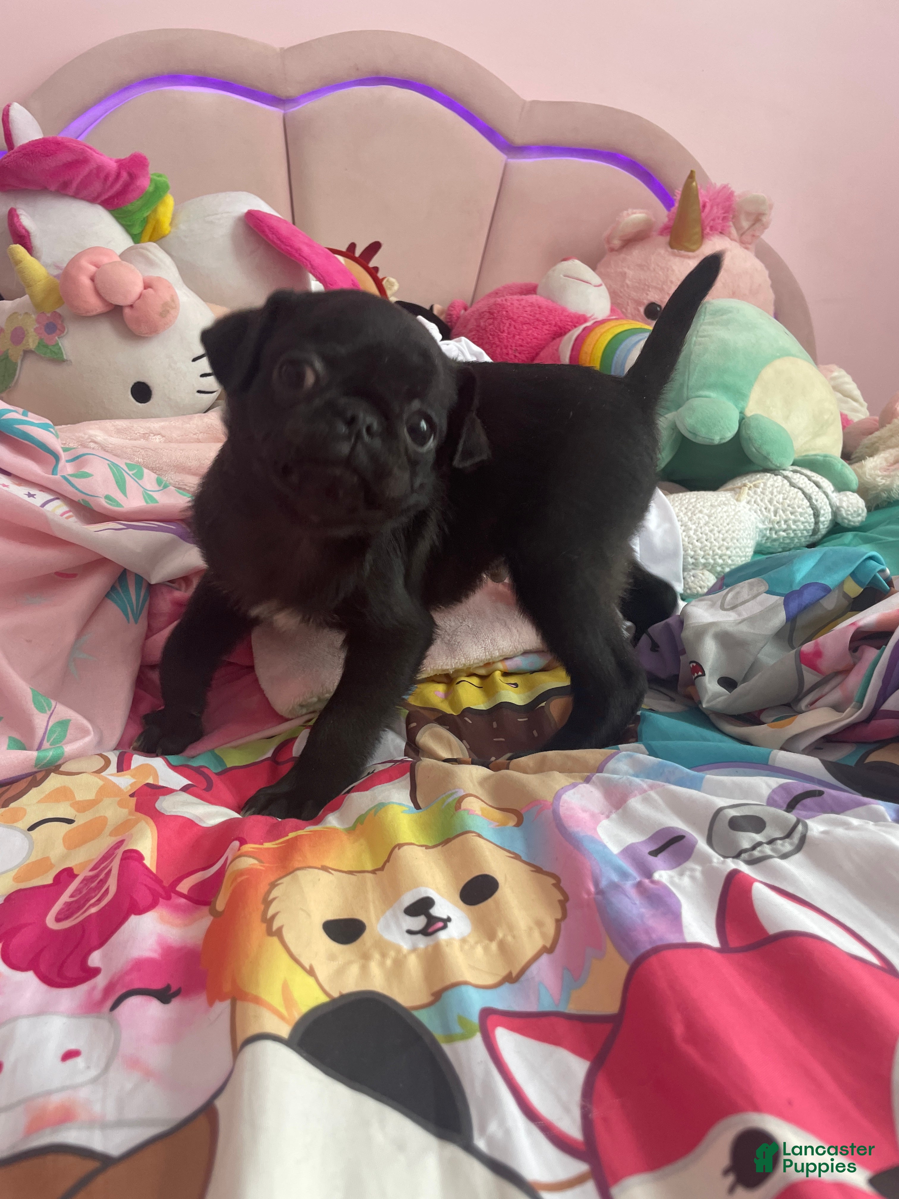 Pug dogs Milo - Ad 2