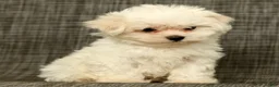 Maltese dogs for sale: Leo - Ad 3