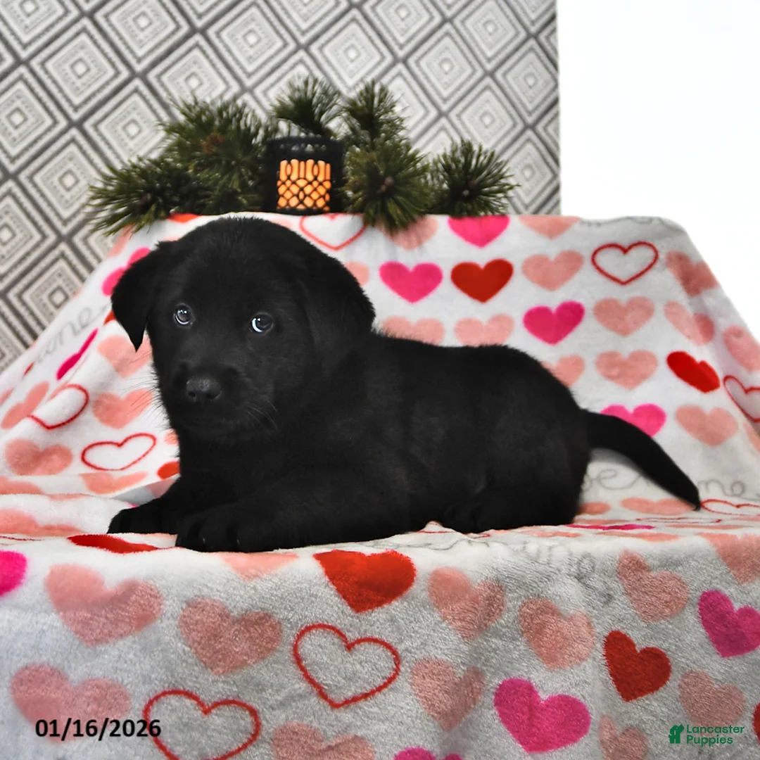 Mixed Breed dogs for sale: Snickers - Ad 2