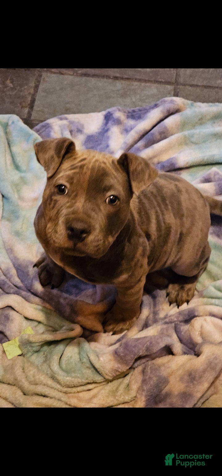 American Bully dogs American Bully Puppy 1 - Ad 40