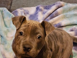 American Bully dogs American Bully Puppy 1 - Ad 11