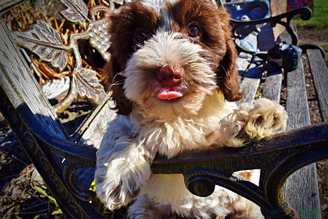 Havapoo dogs for sale: Rocky - Ad 7