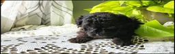 Toy Poodle dogs for sale: Tannner - Ad 2