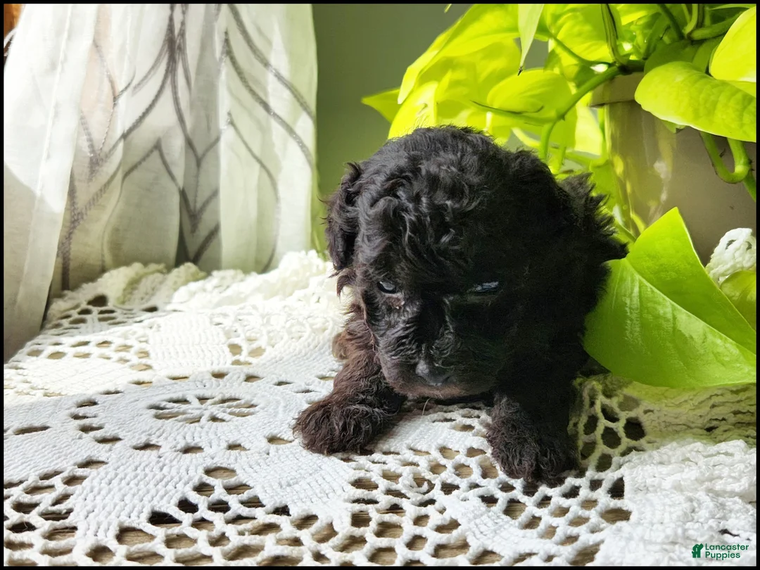 Toy Poodle dogs for sale: Tannner - Ad 2