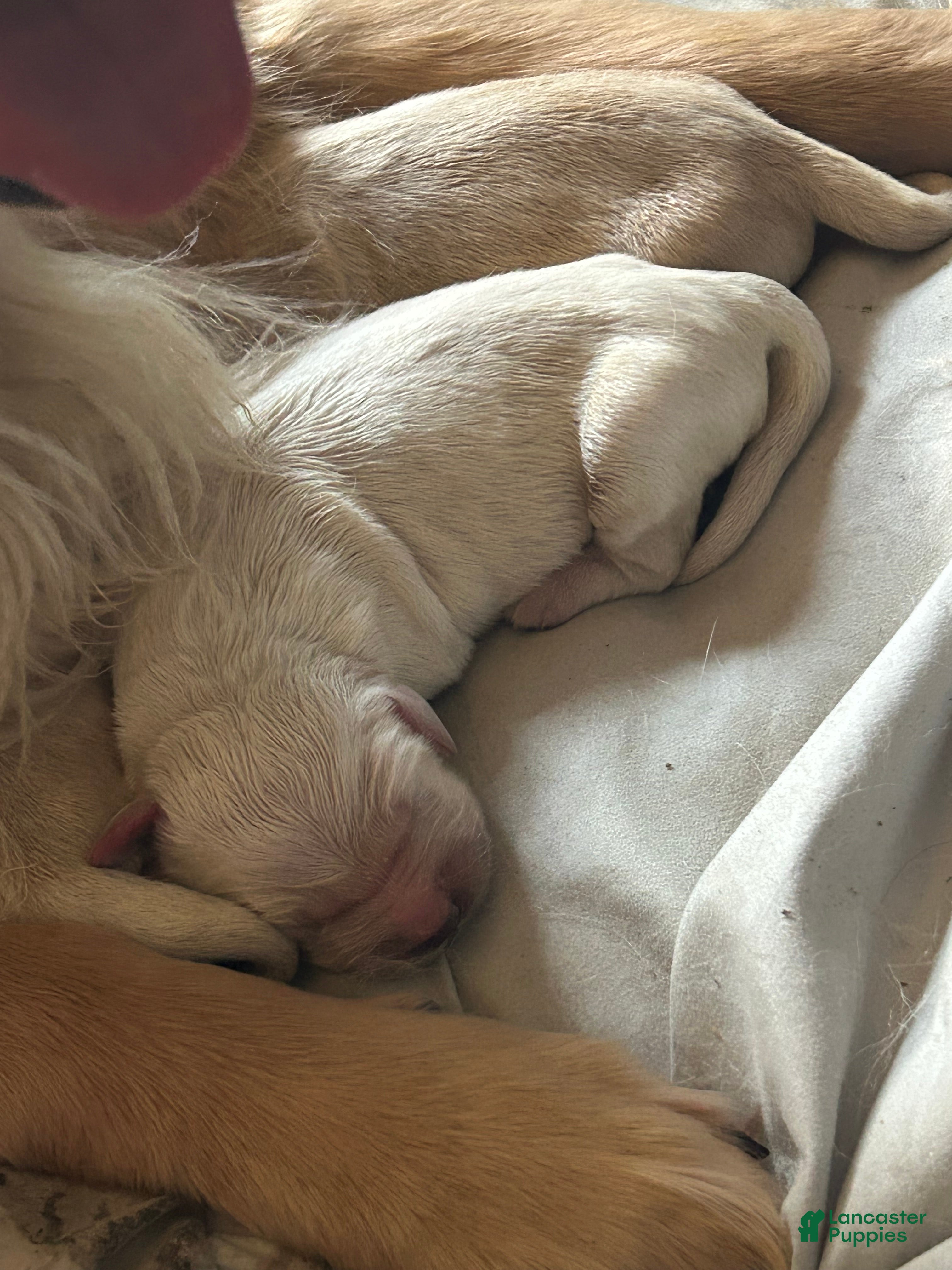 Golden Retriever dogs Golden Retriever Puppy 2 - Ad 31