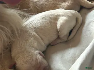 Golden Retriever dogs Golden Retriever Puppy 2 - Ad 31