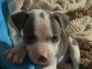 American Pit Bull Terrier dogs - Ad 36