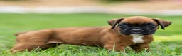 Boxer dogs for sale: Narissa Boxer  - Ad 2