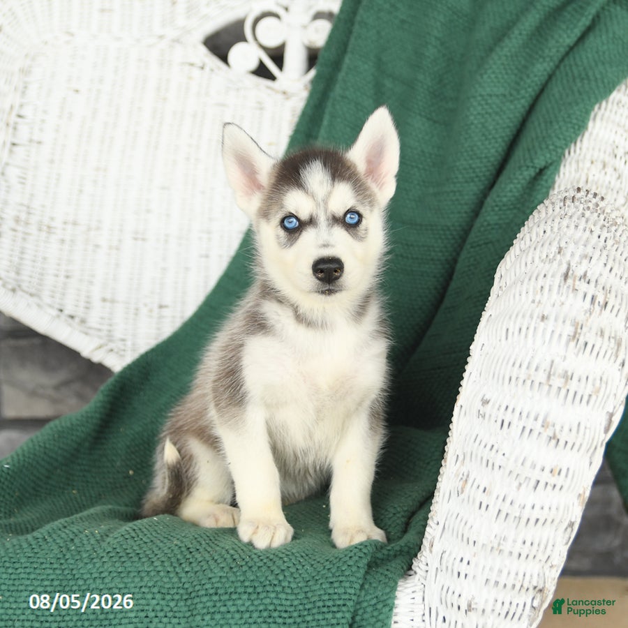 Siberian Husky dogs Val  - Ad 1