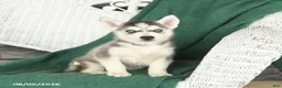 Siberian Husky dogs for sale: Val  - Ad 1