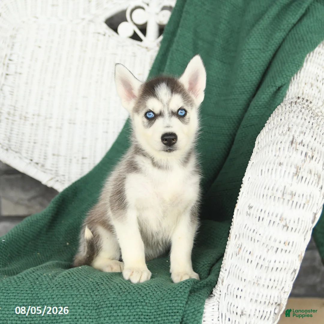 Siberian Husky dogs for sale: Val  - Ad 1