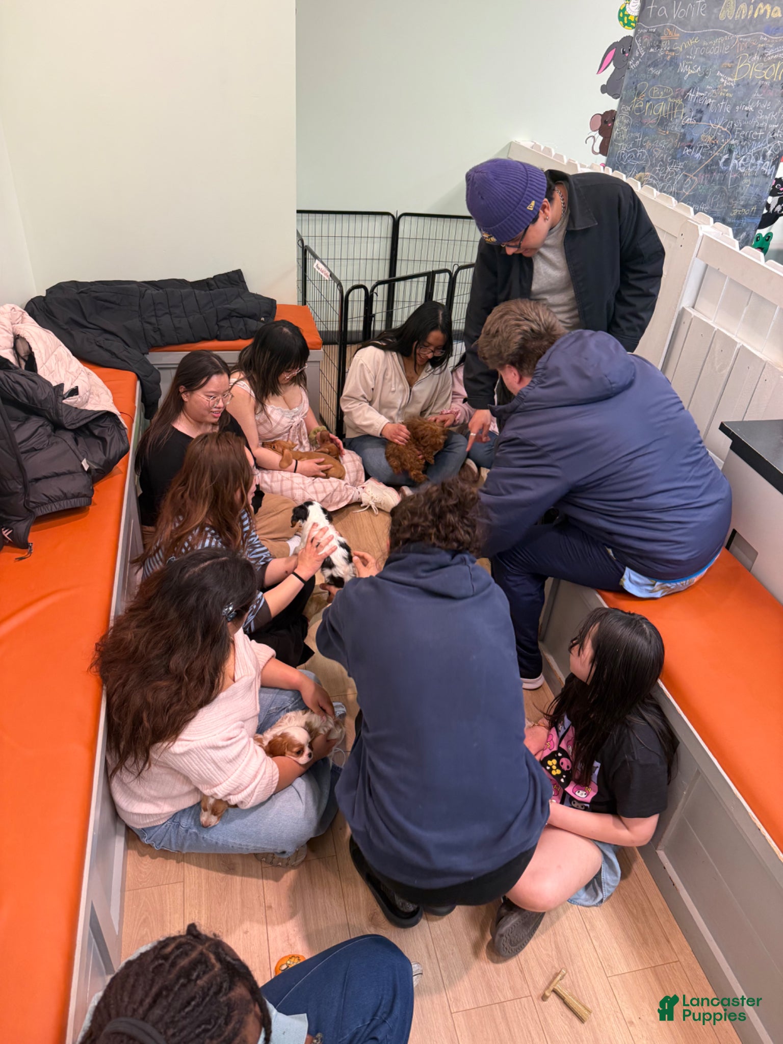 Miniature Dachshund dogs Miniature Dachshund Puppy 5 - Ad 4