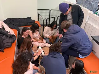 Miniature Dachshund dogs Miniature Dachshund Puppy 5 - Ad 3