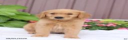 Golden Retriever dogs for sale: Tucker - Ad 2