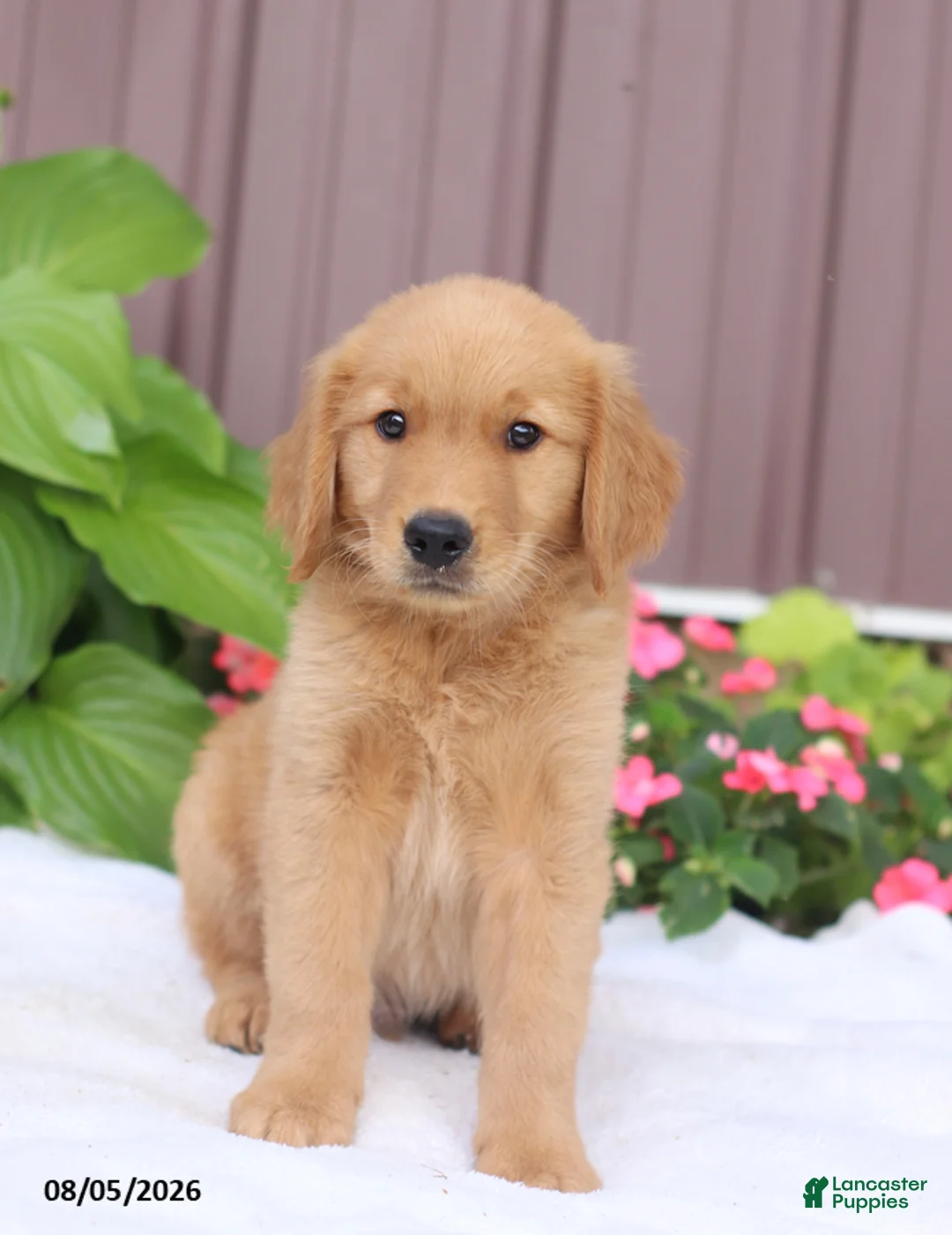 Golden Retriever dogs for sale: Tucker - Ad 2