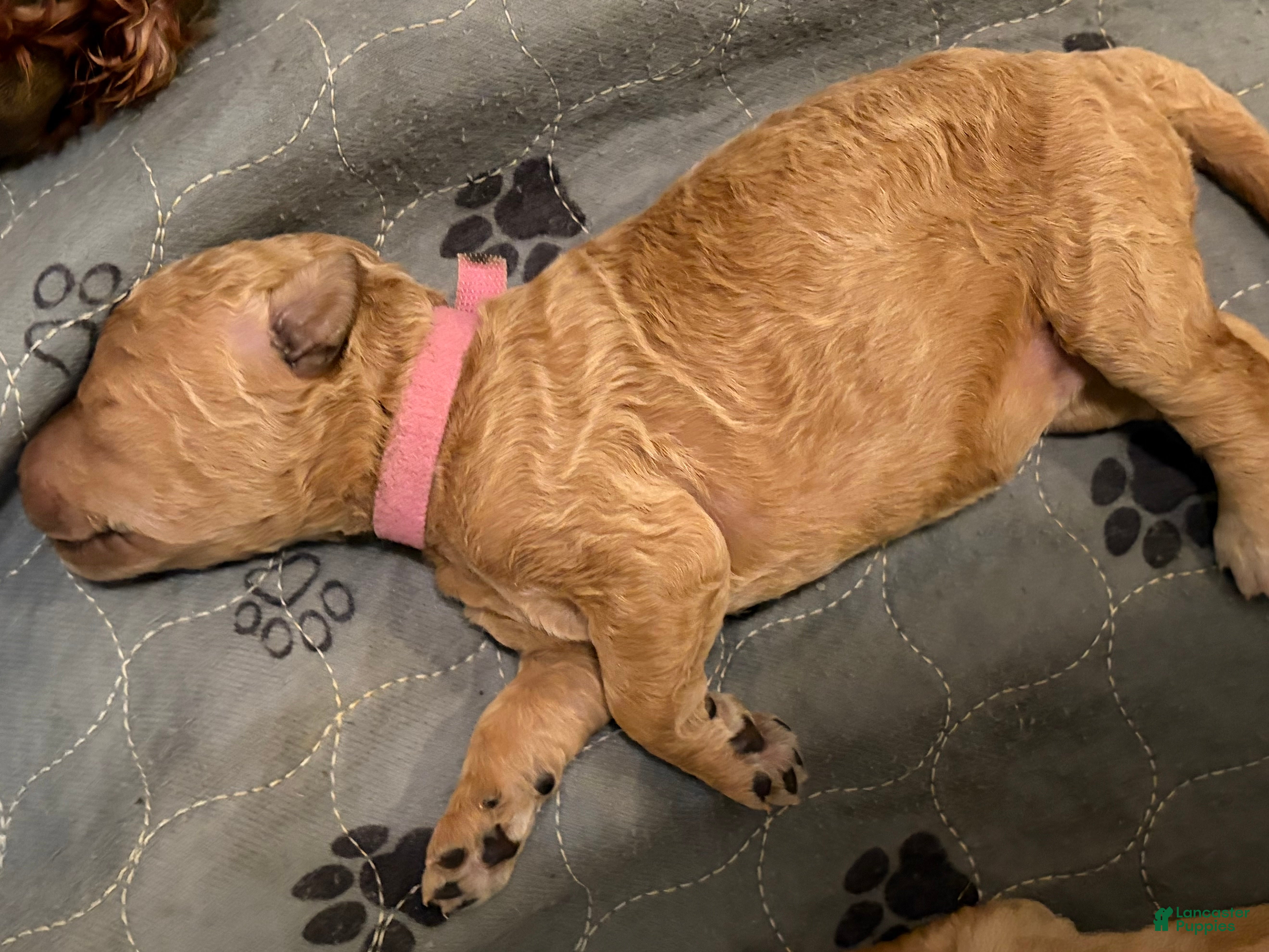 Goldendoodle dogs Lilac - Ad 1