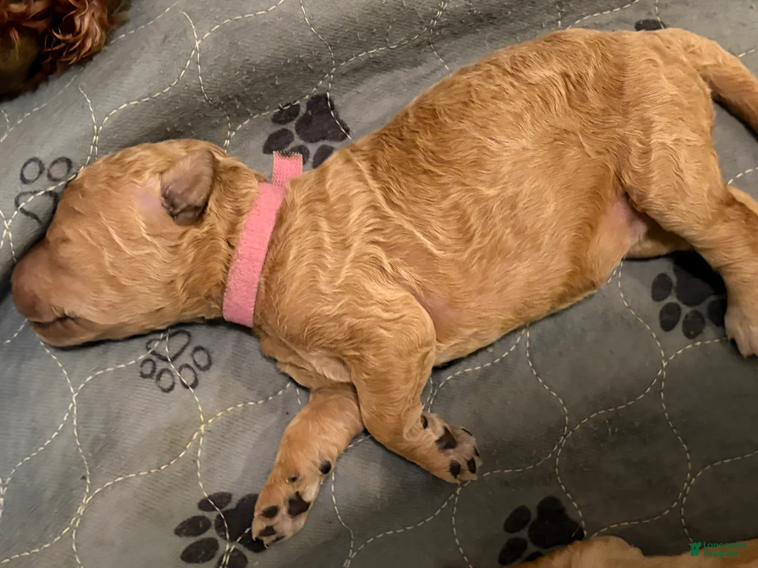 Goldendoodle dogs for sale: Lilac - Ad 1
