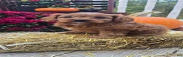 Cavapoo dogs for sale: Autumn - Ad 5