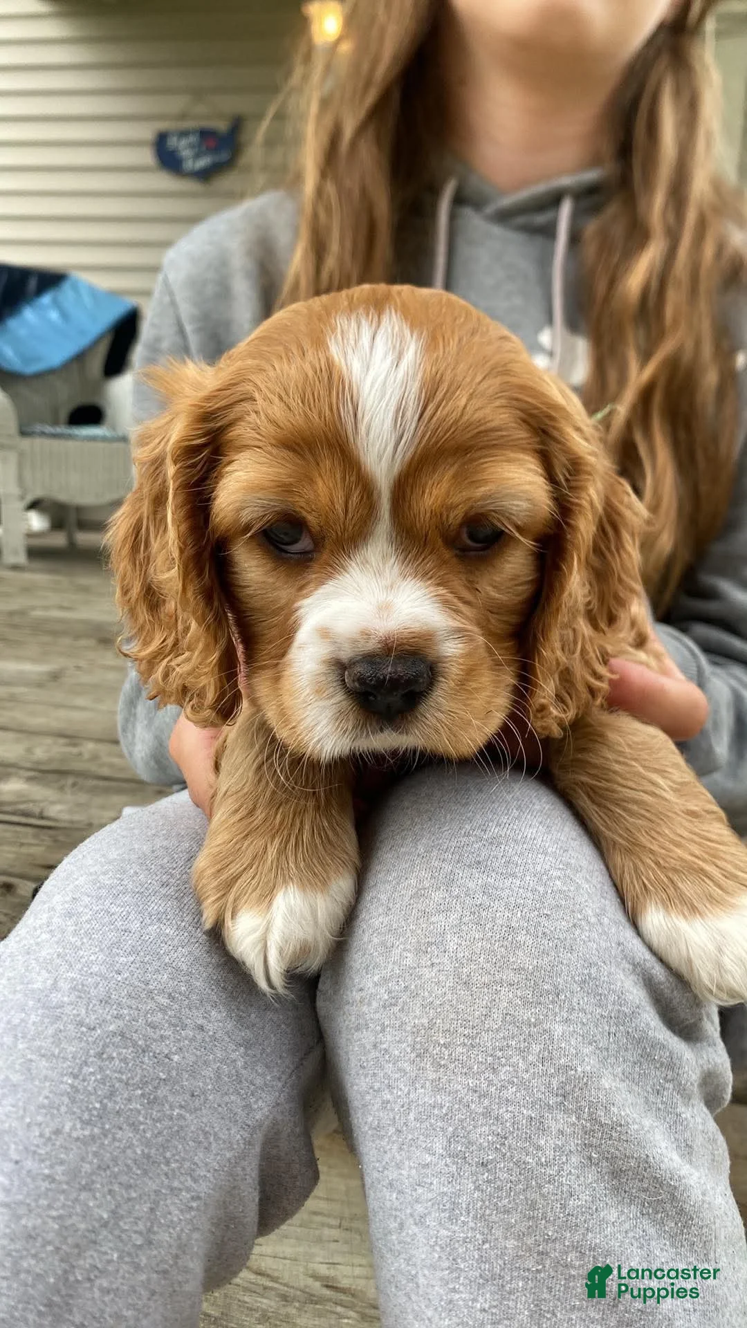 Mixed Breed dogs for sale: Little Bear - Ad 1