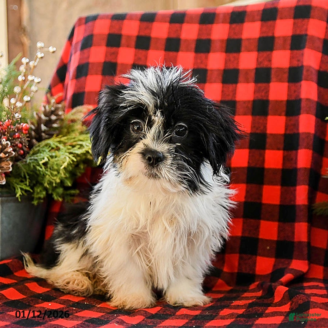 Shih Tzu dogs for sale: Archie - Ad 1